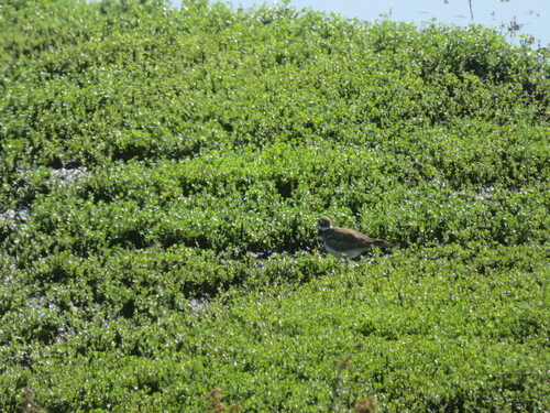 iNaturalist observation photo of Killdeer