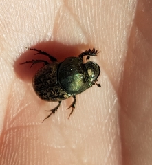Onthophagus medius