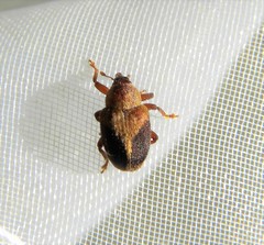 Lignyodes enucleator