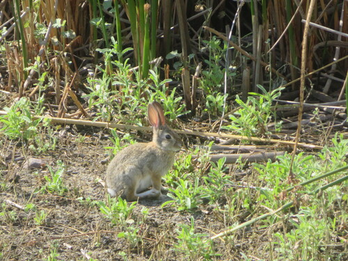 iNaturalist observation photo of Desert Cottontail