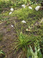 Allium neapolitanum