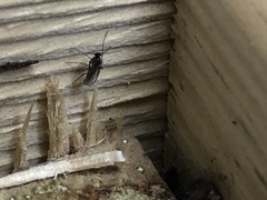 Sciaridae