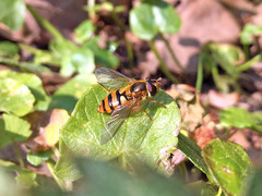 Epistrophe nitidicollis