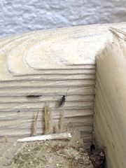 Sciaridae