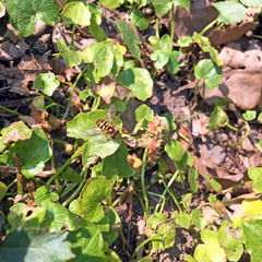 Epistrophe nitidicollis