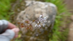 Thysanocarpus curvipes