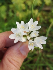 Allium neapolitanum