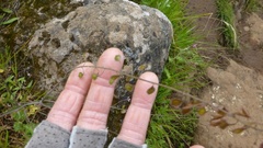 Thysanocarpus curvipes