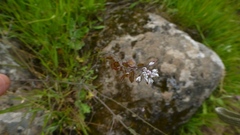 Thysanocarpus curvipes