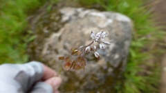 Thysanocarpus curvipes