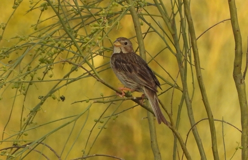 Escribano triguero (Emberiza calandra)
