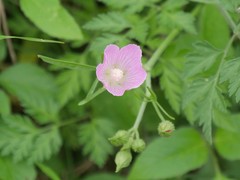 Callirhoe alcaeoides