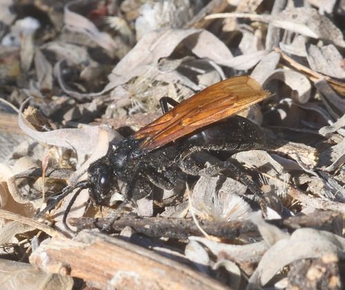 Flamed Tarantula-hawk Wasp photo 2