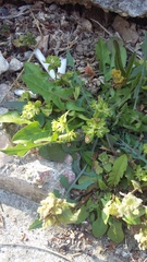 Valerianella turgida