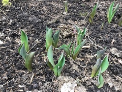 Lilieae