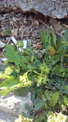 Valerianella turgida