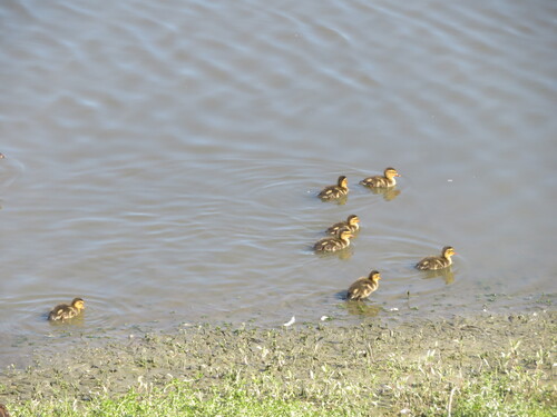 iNaturalist observation photo of Mallard