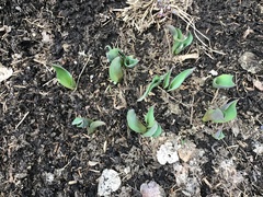 Lilieae