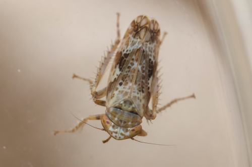 Sanctanus limicolus