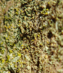 Chaenotheca trichialis