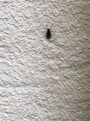 Pterygota