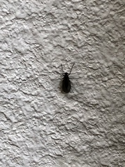 Pterygota