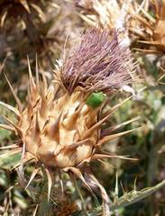 Cynara cardunculus image