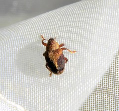 Lignyodes enucleator