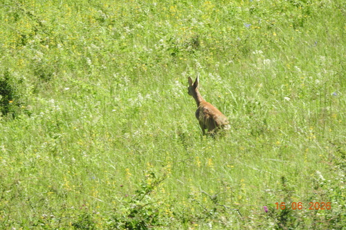 Western Roe Deer