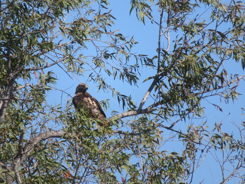iNaturalist observation photo of Red-tailed Hawk