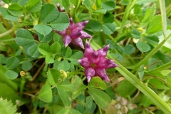 Trifolium depauperatum