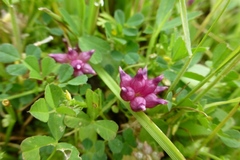 Trifolium depauperatum