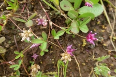 Trifolium depauperatum