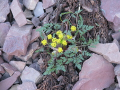 Lomatium sandbergii