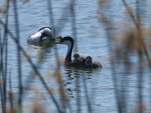 iNaturalist observation photo of Western Grebe