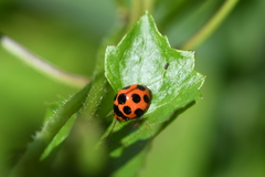 Coelophora bissellata
