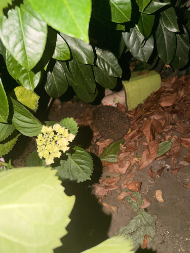 Common Hedgehog