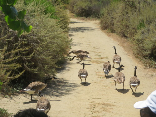 iNaturalist observation photo of Canada Goose
