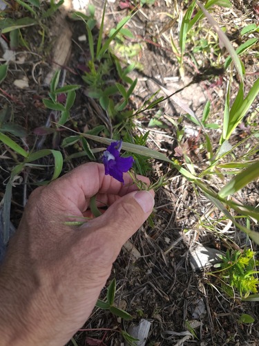 Delphinium bicolor, photograph 6