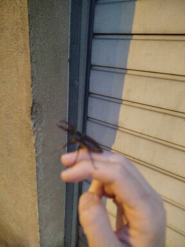 European Stag Beetle