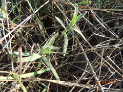 Artemisia dracunculus glauca