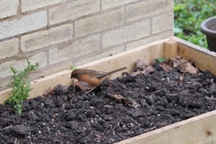 Pipilo erythrophthalmus