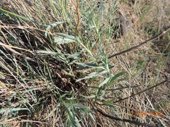 Artemisia dracunculus glauca