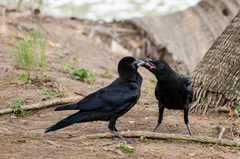 Corvus macrorhynchos levaillantii