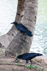 Corvus macrorhynchos levaillantii