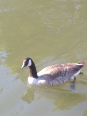 Branta canadensis