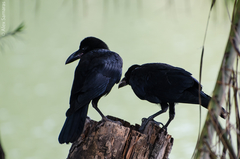 Corvus macrorhynchos levaillantii