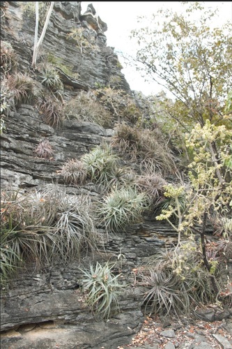 Encholirium pierre-braunii