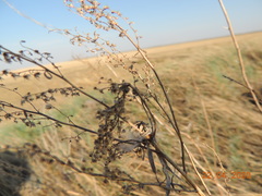 Artemisia dracunculus glauca
