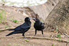 Corvus macrorhynchos levaillantii